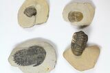 Lot: Assorted Devonian Trilobites - Pieces #119941-2